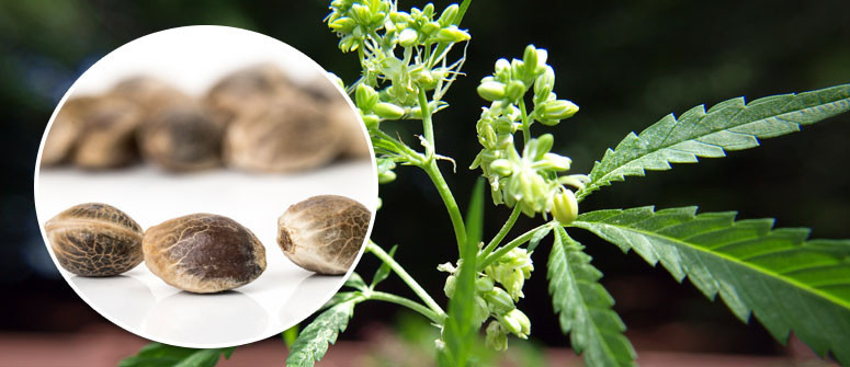 Nutritional Values and Health Benefits of Cannabis Seeds and Its Products